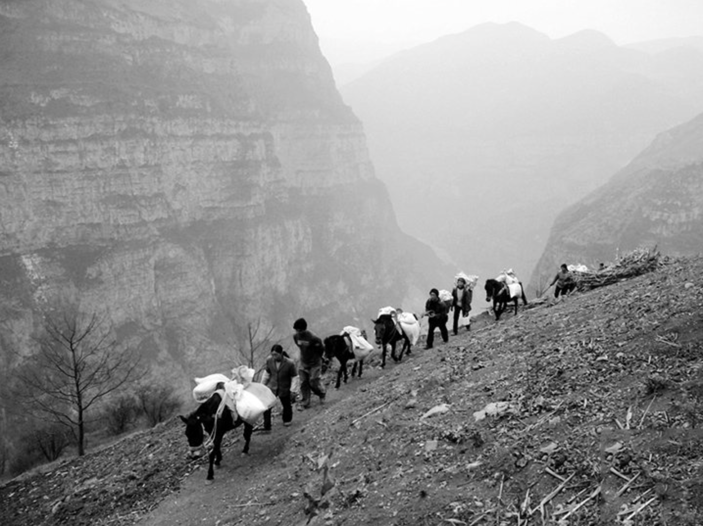 Caravan descending a mountain trail, carrying tea on horseback